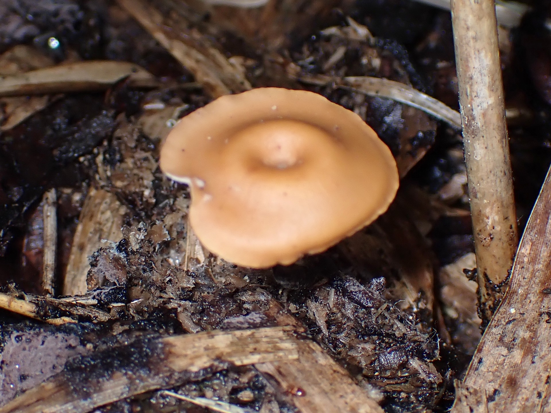 キアシグロタケ の高画質写真です。横浜市で、2024年8月28日に撮影したものです。