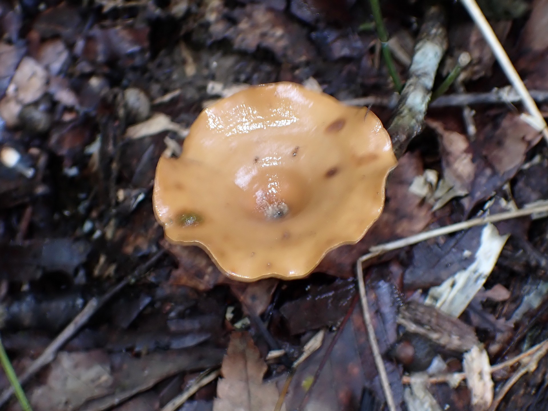 キアシグロタケ の高画質写真です。横浜市で、2024年8月28日に撮影したものです。