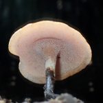 キアシグロタケ の高画質写真です。横浜市で、2024年8月28日に撮影したものです。