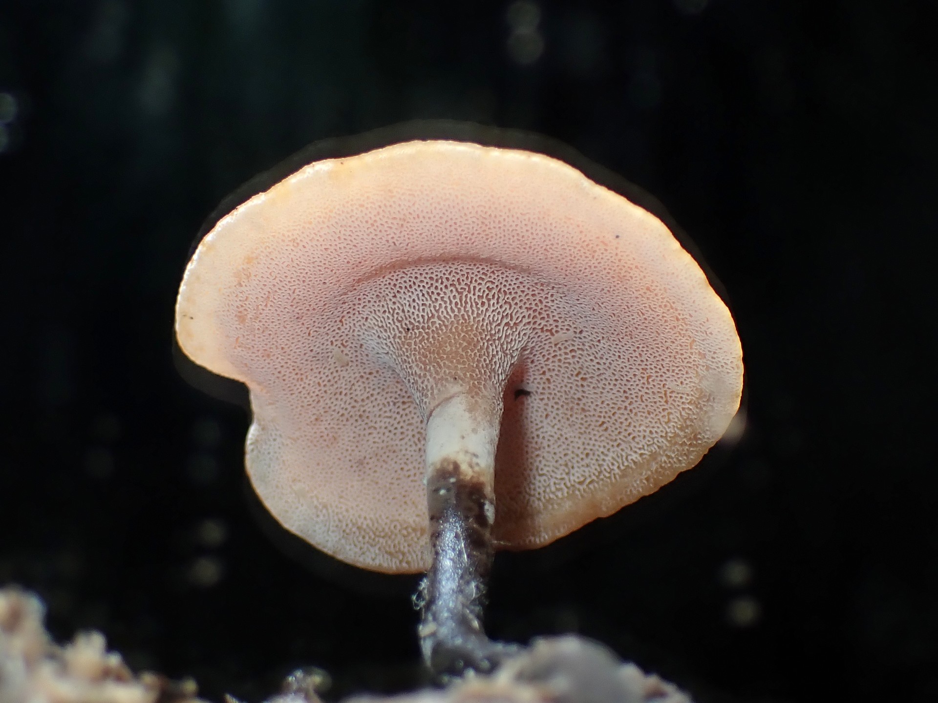 キアシグロタケ の高画質写真です。横浜市で、2024年8月28日に撮影したものです。