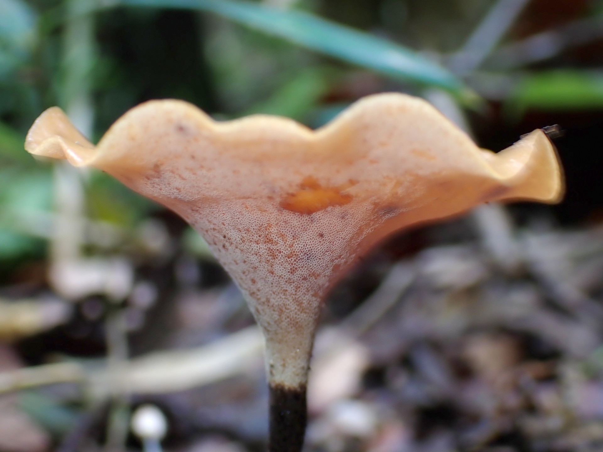 キアシグロタケ の高画質写真です。横浜市で、2024年8月28日に撮影したものです。