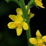 キンミズヒキ の高画質写真です。横浜市で、2024年8月28日に撮影したものです。