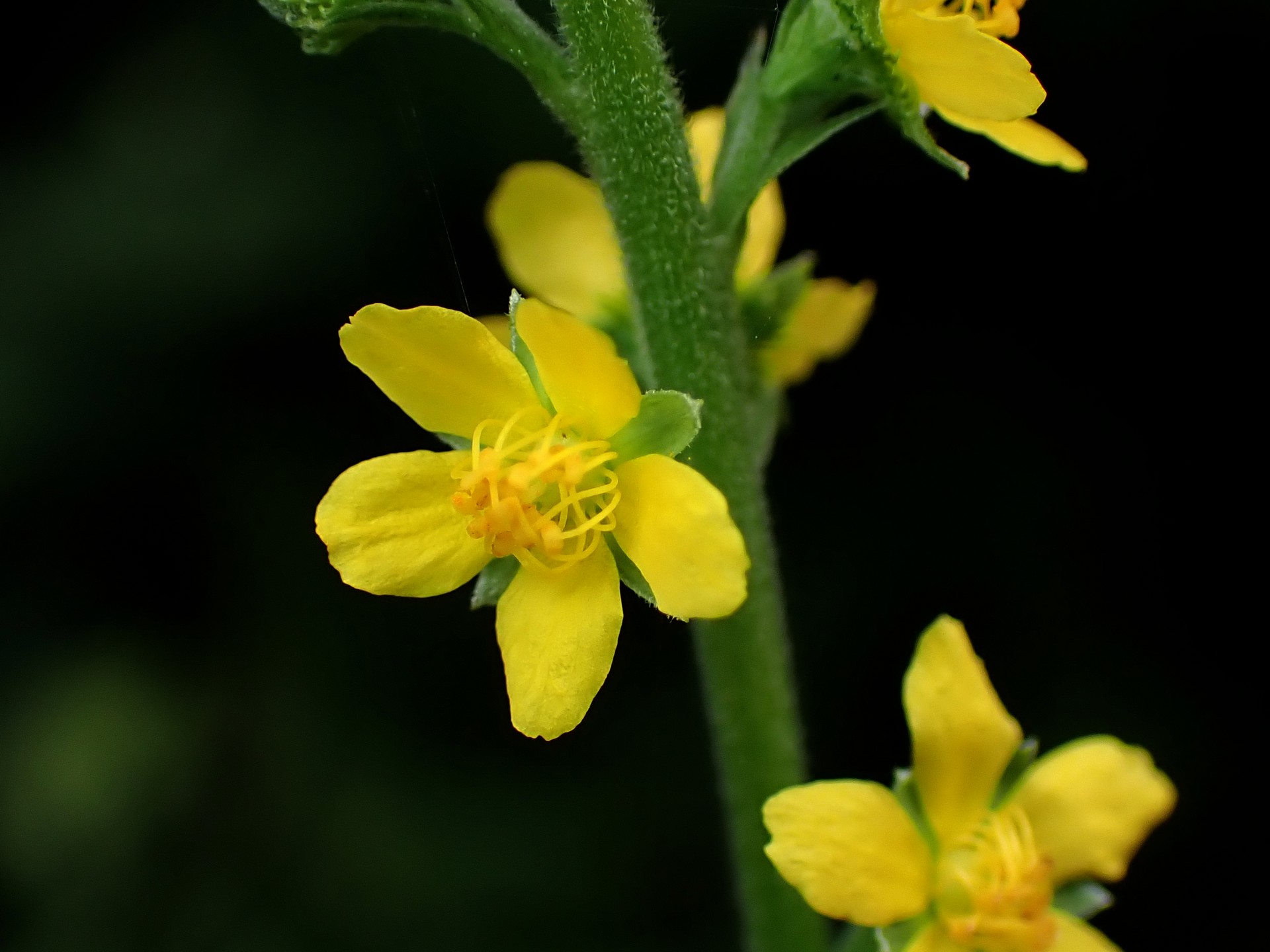 キンミズヒキ の高画質写真です。横浜市で、2024年8月28日に撮影したものです。