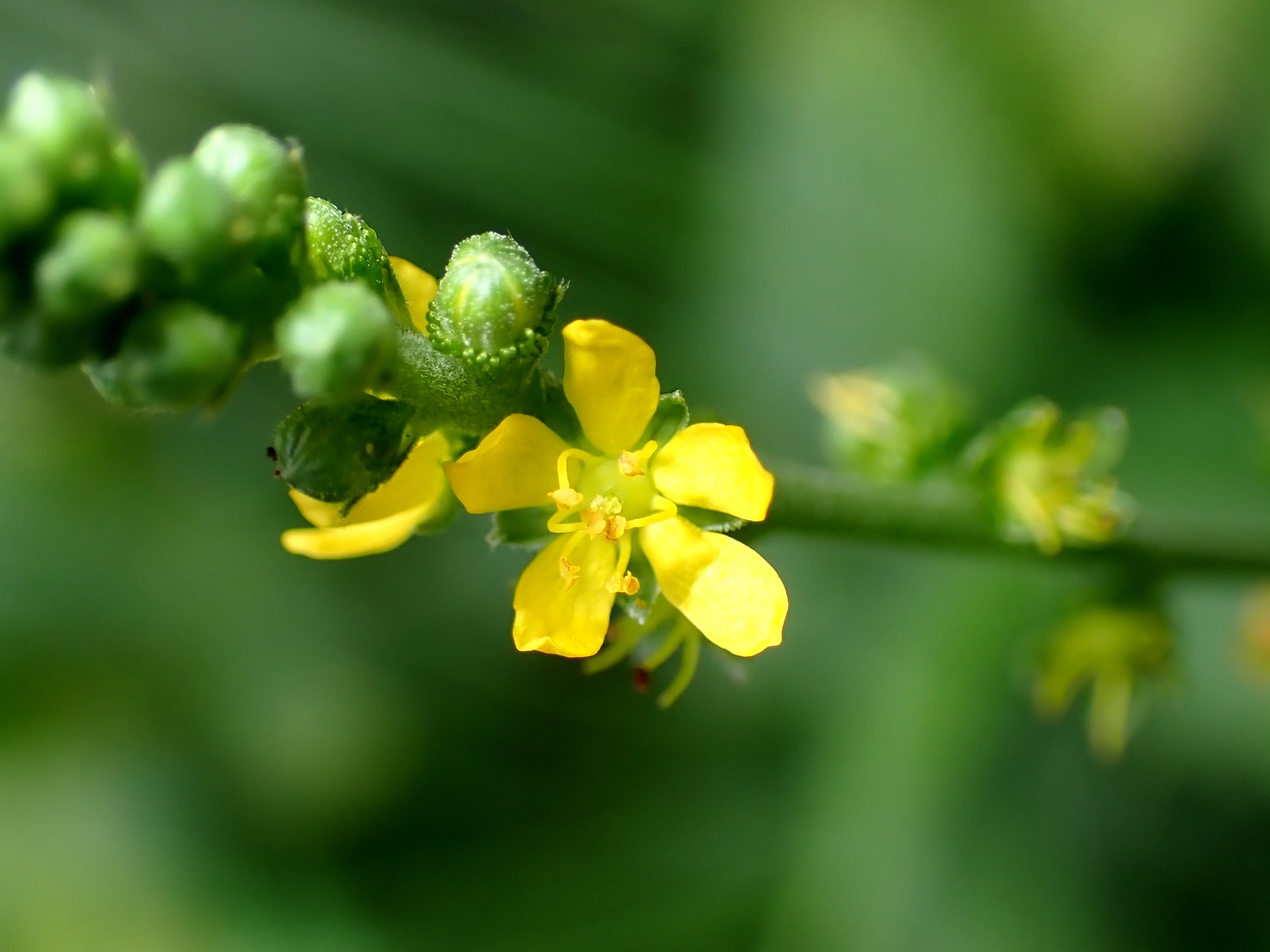 キンミズヒキ の高画質写真です。横浜市で、2024年8月28日に撮影したものです。
