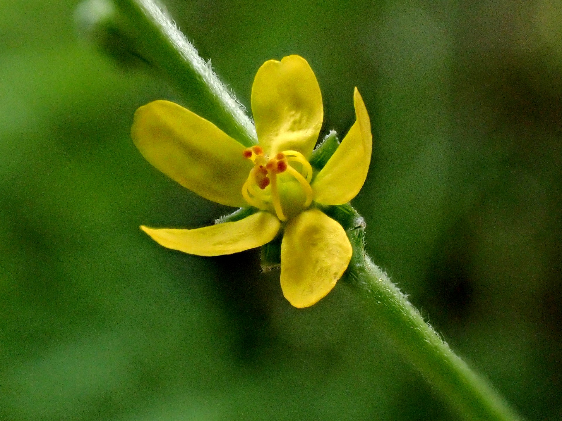 キンミズヒキ の高画質写真です。横浜市で、2024年8月28日に撮影したものです。