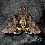 キシタバ の高画質写真です。横浜市で、2024年8月15日に撮影したものです。