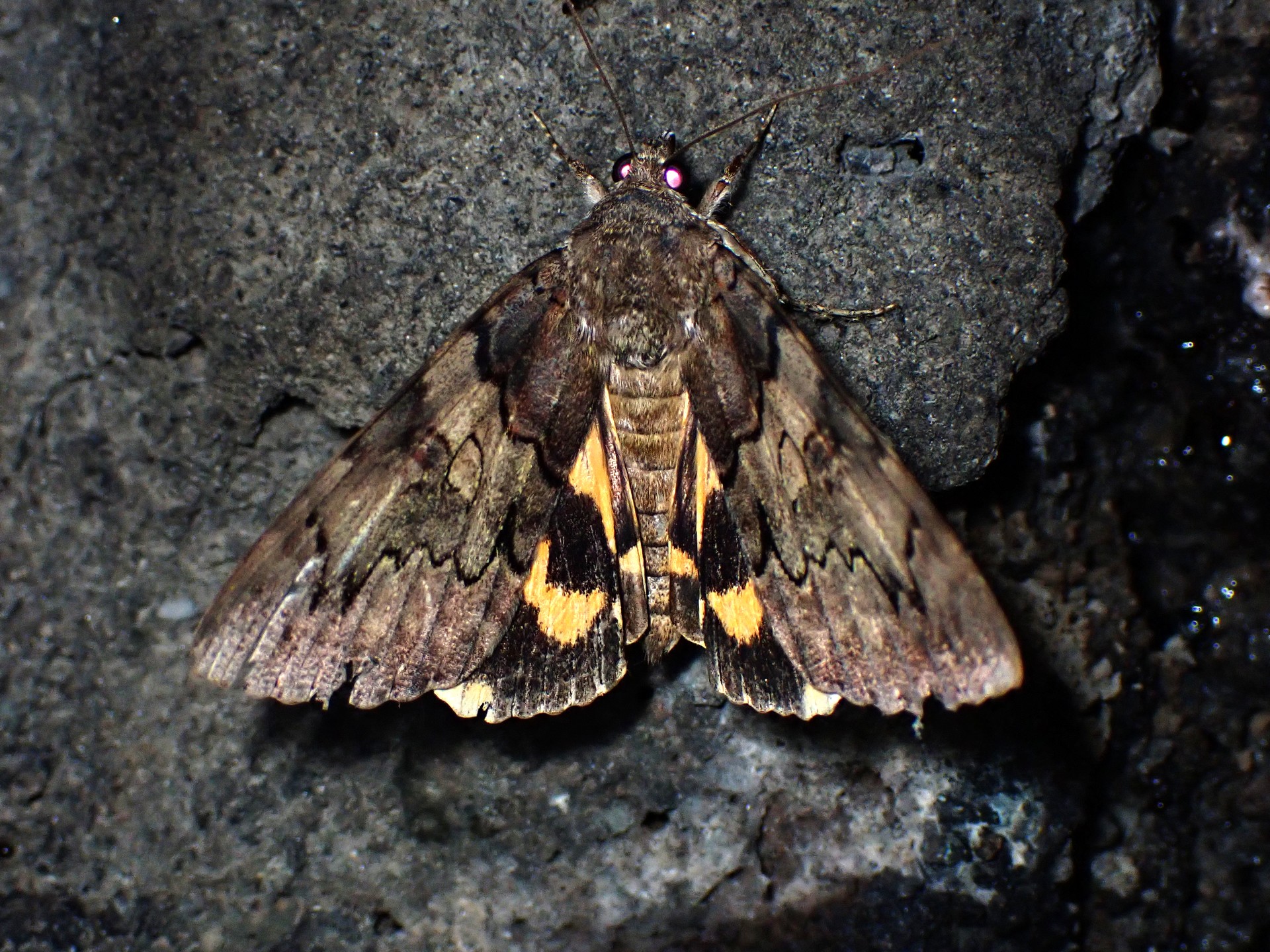 キシタバ の高画質写真です。横浜市で、2024年8月15日に撮影したものです。