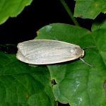 キシタホソバ の高画質写真です。横浜市で、2024年7月31日に撮影したものです。