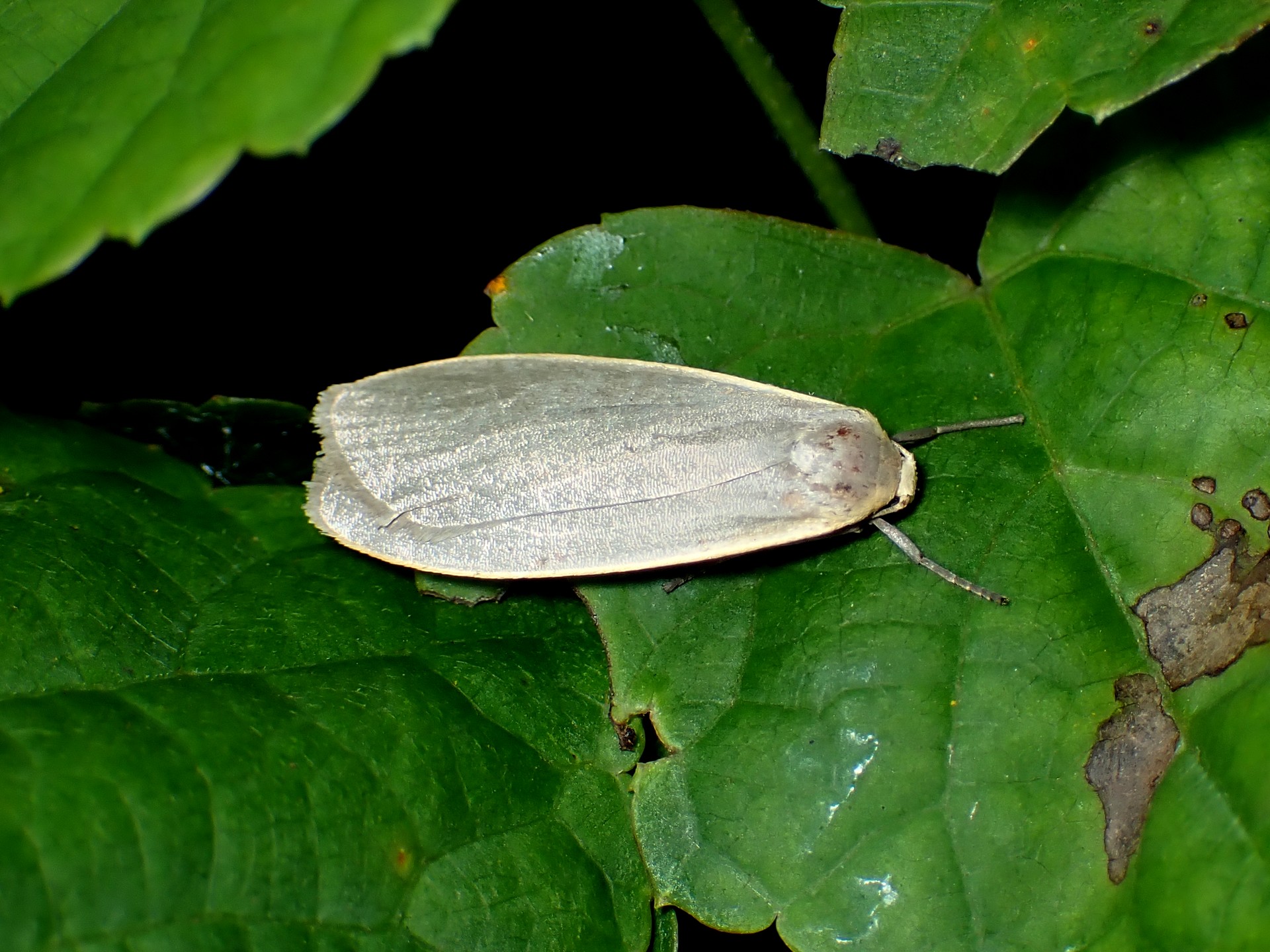 キシタホソバ の高画質写真です。横浜市で、2024年7月31日に撮影したものです。
