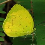 キタキチョウ の高画質写真です。横浜市で、2024年8月7日に撮影したものです。