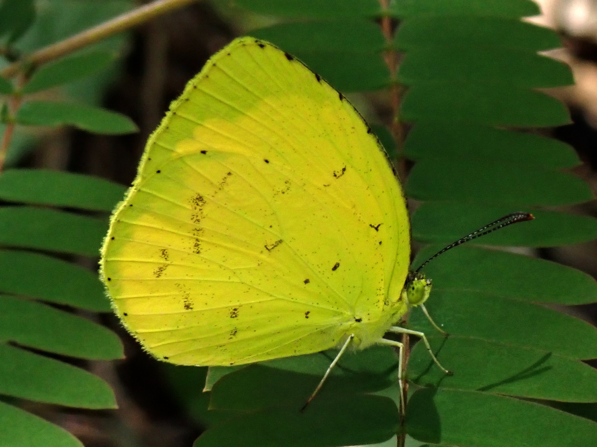 キタキチョウ の高画質写真です。横浜市で、2024年8月7日に撮影したものです。