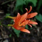 キツネノカミソリ の高画質写真です。横浜市で、2024年8月26日に撮影したものです。