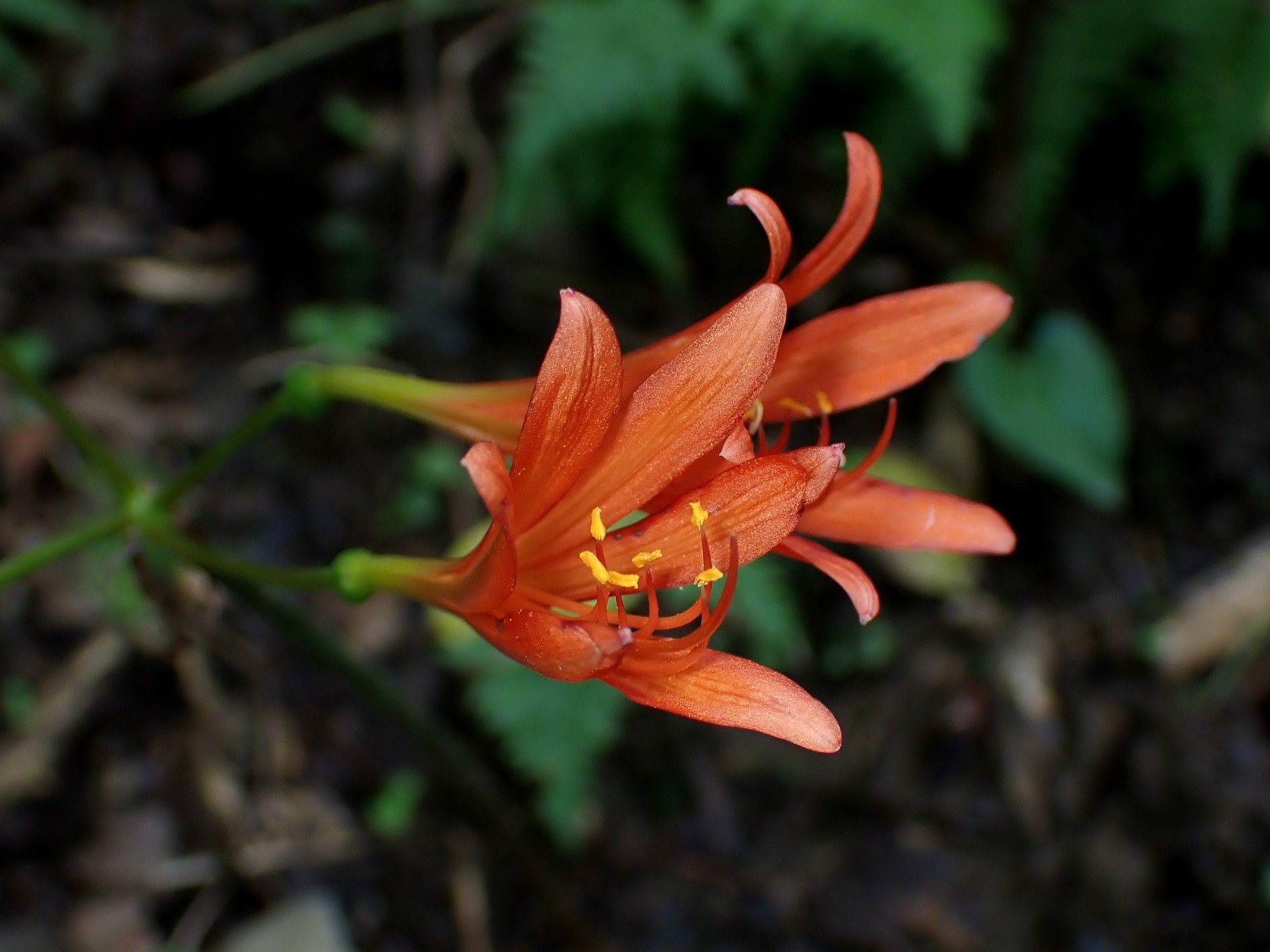 キツネノカミソリ の高画質写真です。横浜市で、2024年8月26日に撮影したものです。