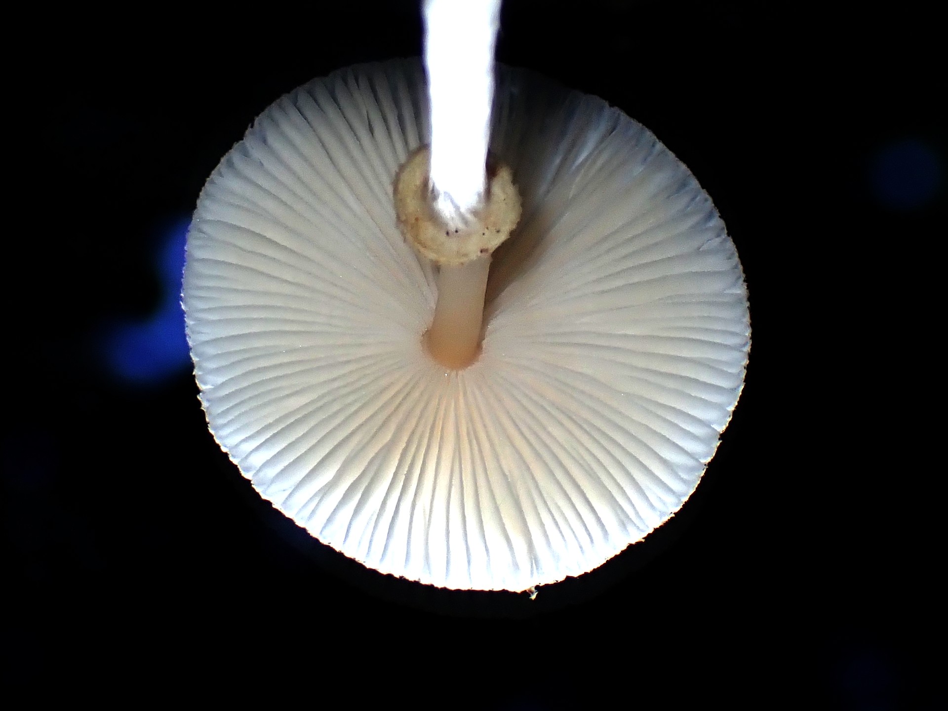 キツネノカラカサ の高画質写真です。横浜市で、2024年8月23日に撮影したものです。