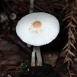 キツネノカラカサ の高画質写真です。横浜市で、2024年8月23日に撮影したものです。