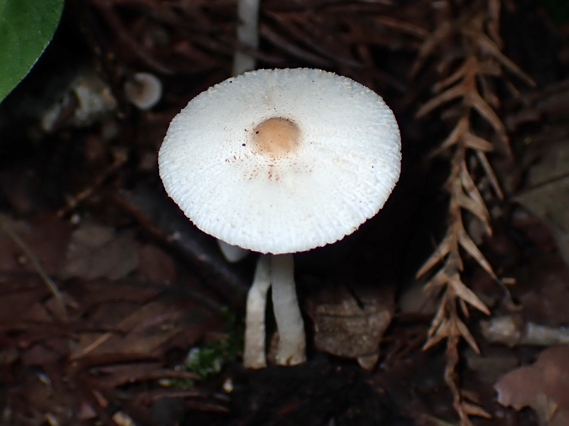 キツネノカラカサ の高画質写真です。横浜市で、2024年8月23日に撮影したものです。