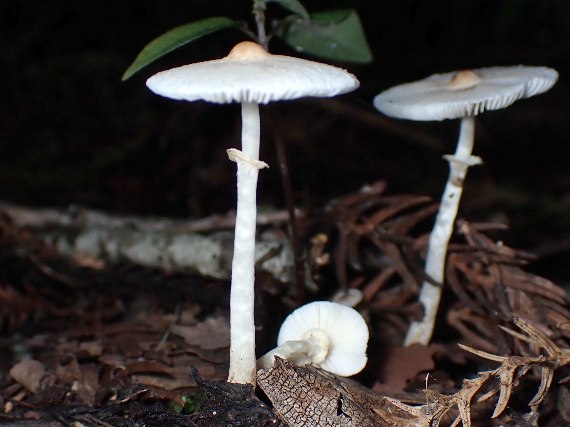 キツネノカラカサ の高画質写真です。横浜市で、2024年8月23日に撮影したものです。