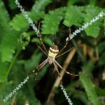 コガタコガネグモ の高画質写真です。横浜市で、2024年8月5日に撮影したものです。