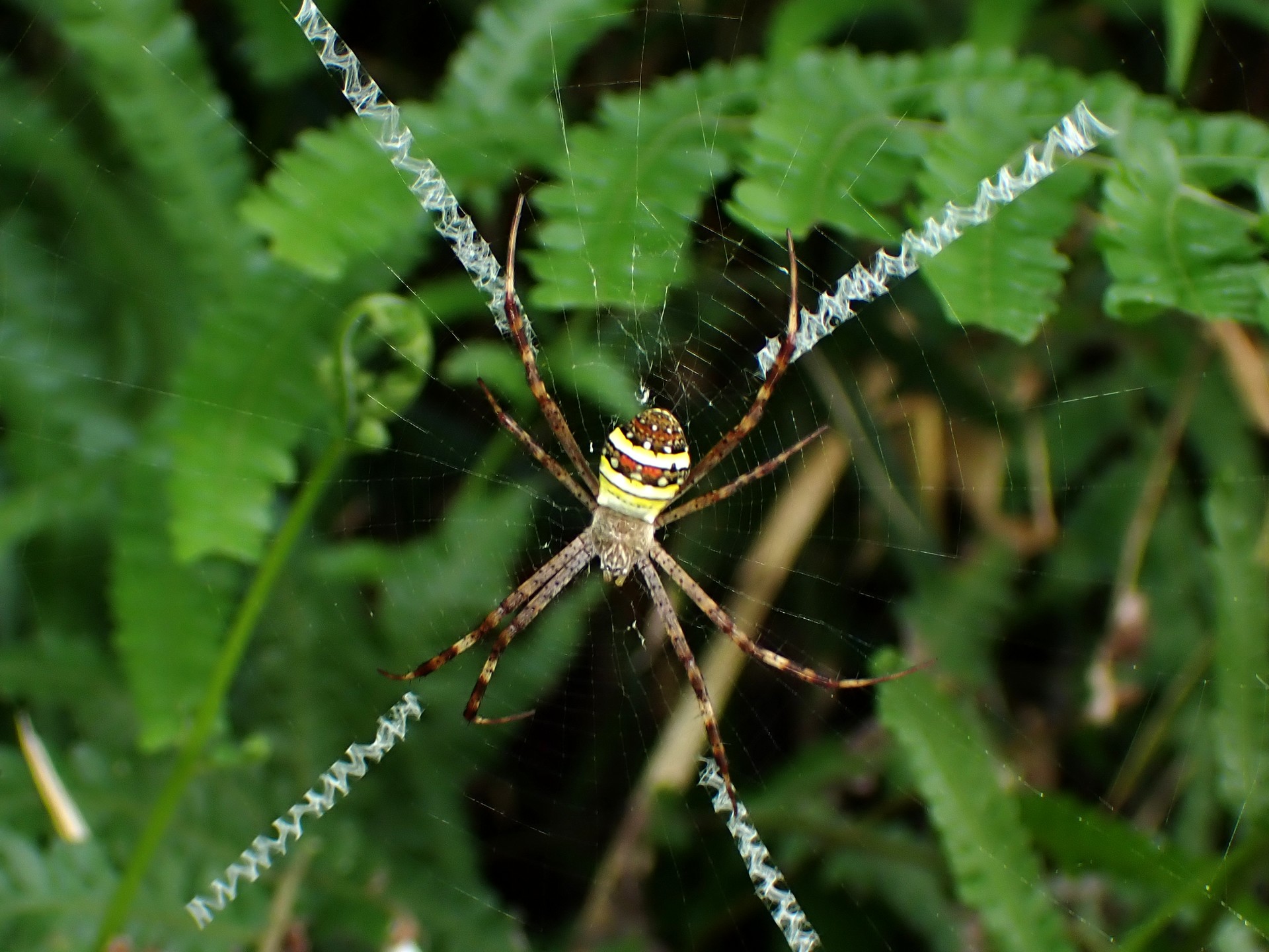 コガタコガネグモ の高画質写真です。横浜市で、2024年8月5日に撮影したものです。