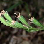 コクランの実/種 の高画質写真です。横浜市で、2024年8月26日に撮影したものです。