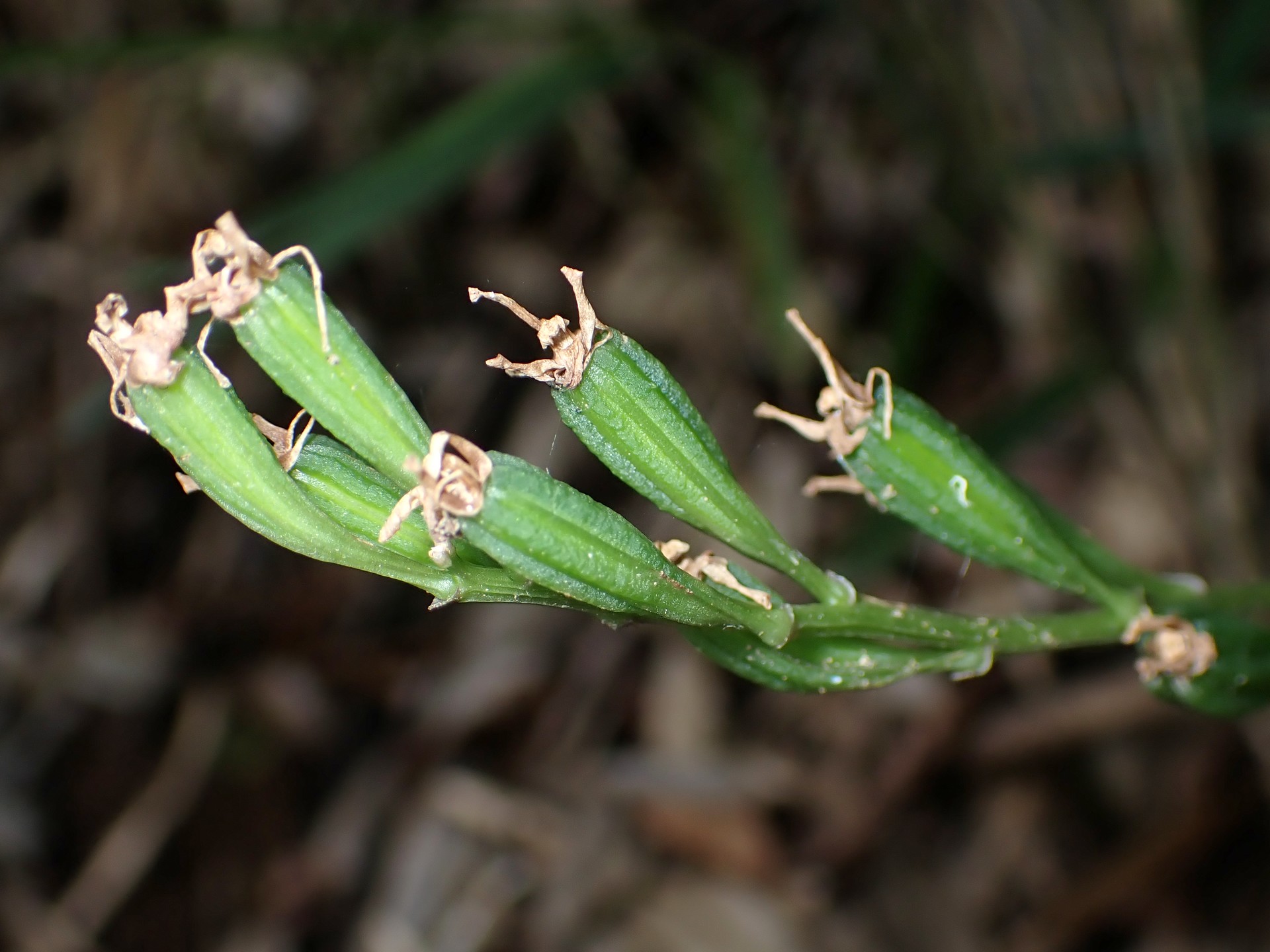 コクランの実/種 の高画質写真です。横浜市で、2024年8月26日に撮影したものです。