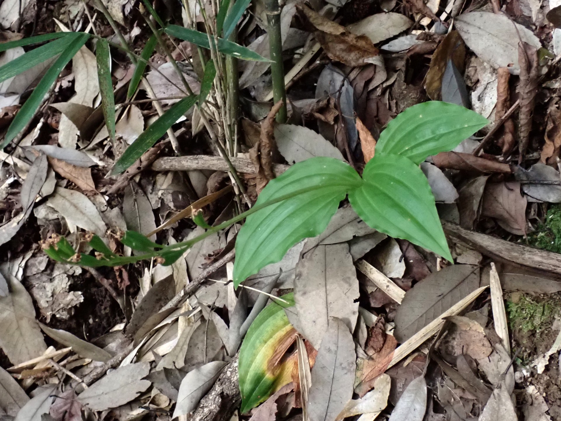 コクランの実/種 の高画質写真です。横浜市で、2024年8月26日に撮影したものです。