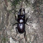 コクワガタ の高画質写真です。横浜市で、2024年8月1日に撮影したものです。