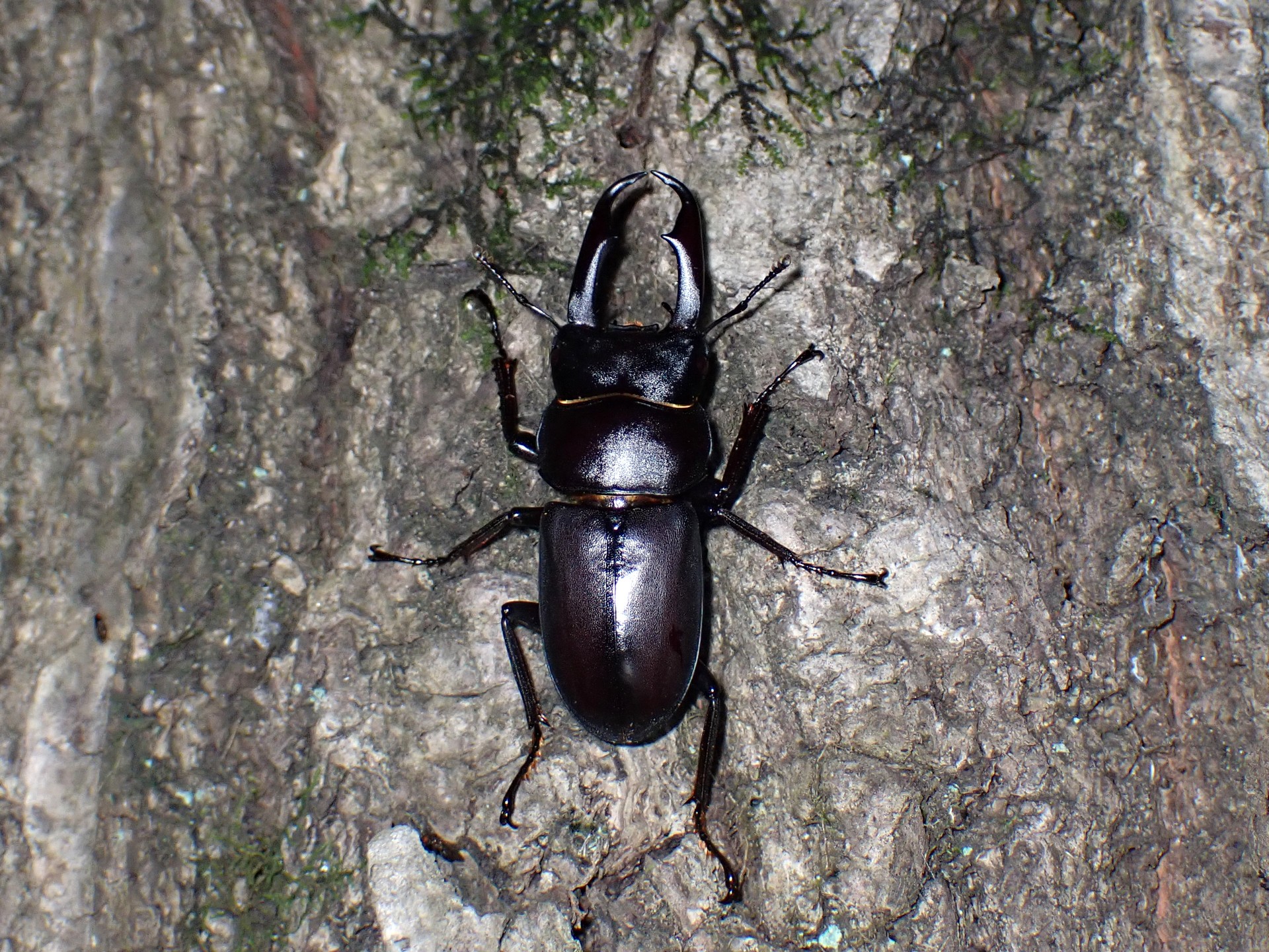 コクワガタ の高画質写真です。横浜市で、2024年8月1日に撮影したものです。