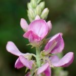 コマツナギ の高画質写真です。横浜市で、2024年8月7日に撮影したものです。