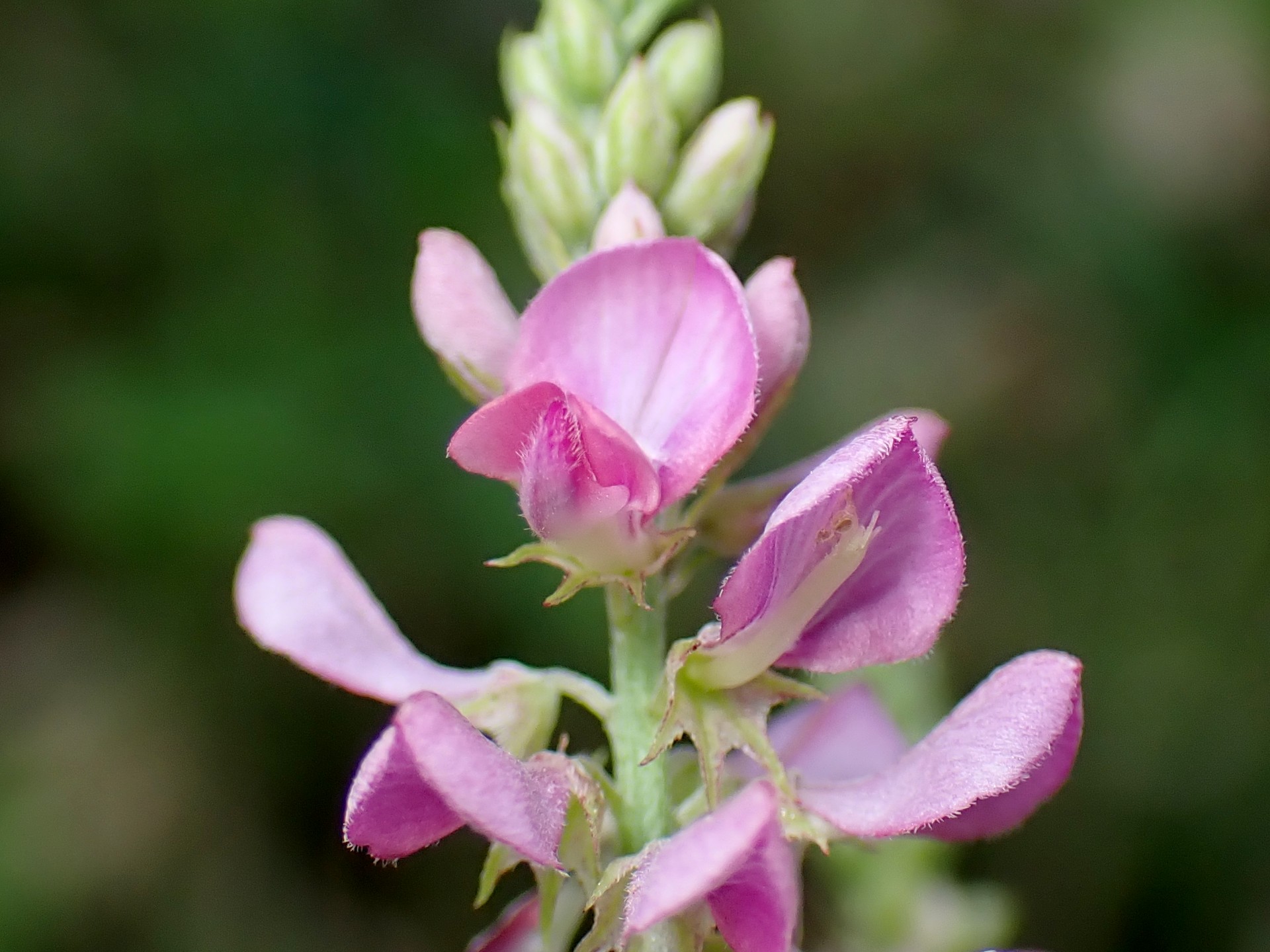 コマツナギ の高画質写真です。横浜市で、2024年8月7日に撮影したものです。