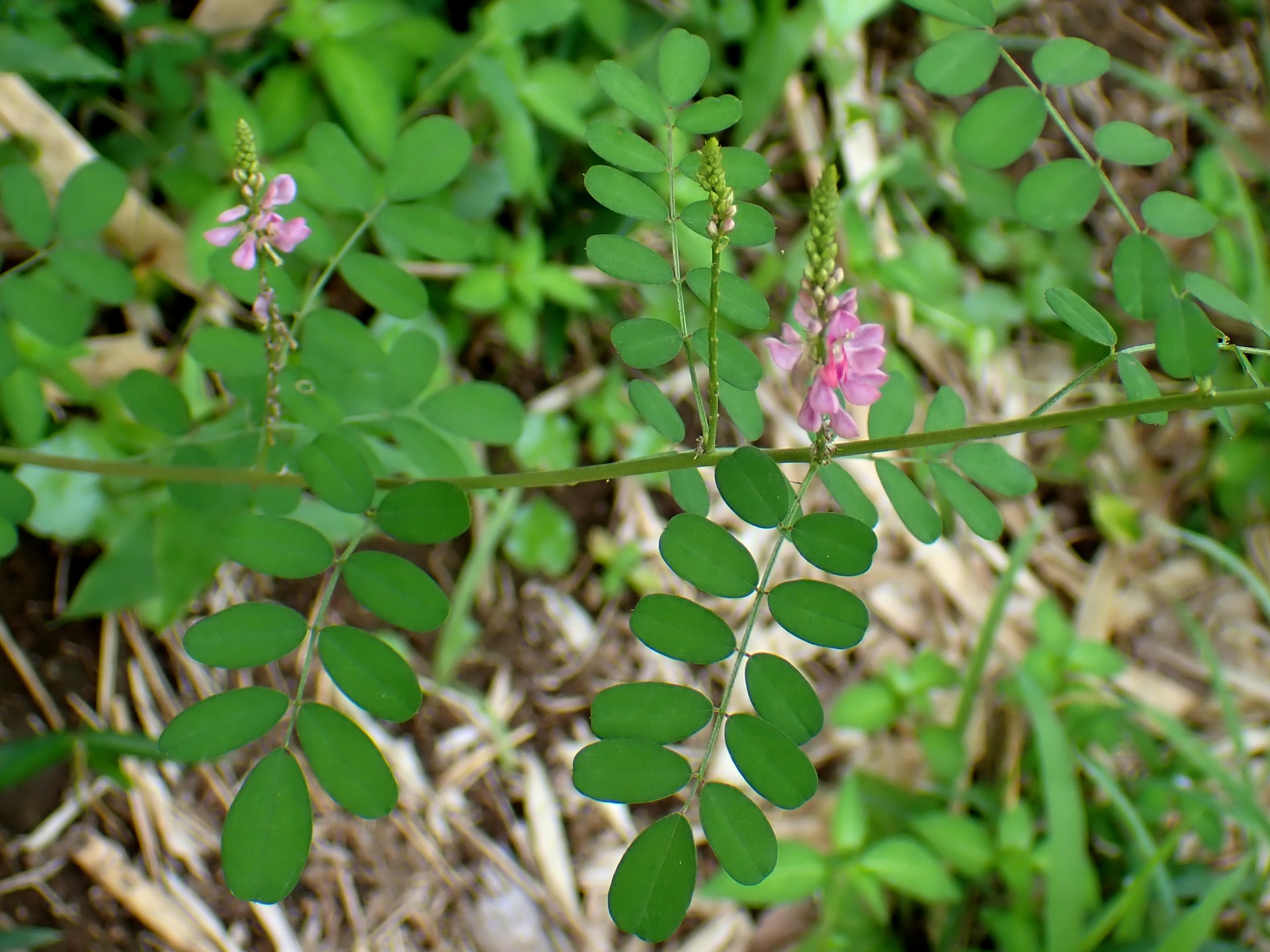 コマツナギ の高画質写真です。横浜市で、2024年8月7日に撮影したものです。