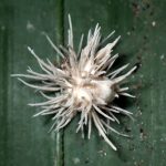 クモに寄生する冬虫夏草 の高画質写真です。横浜市で、2024年8月17日に撮影したものです。