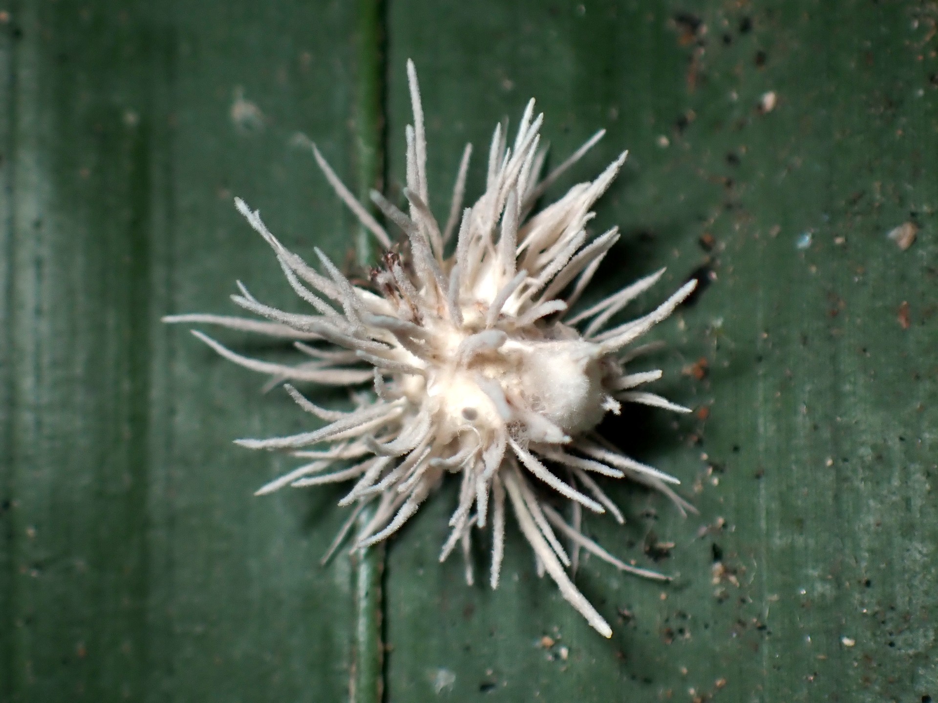 クモに寄生する冬虫夏草 の高画質写真です。横浜市で、2024年8月17日に撮影したものです。
