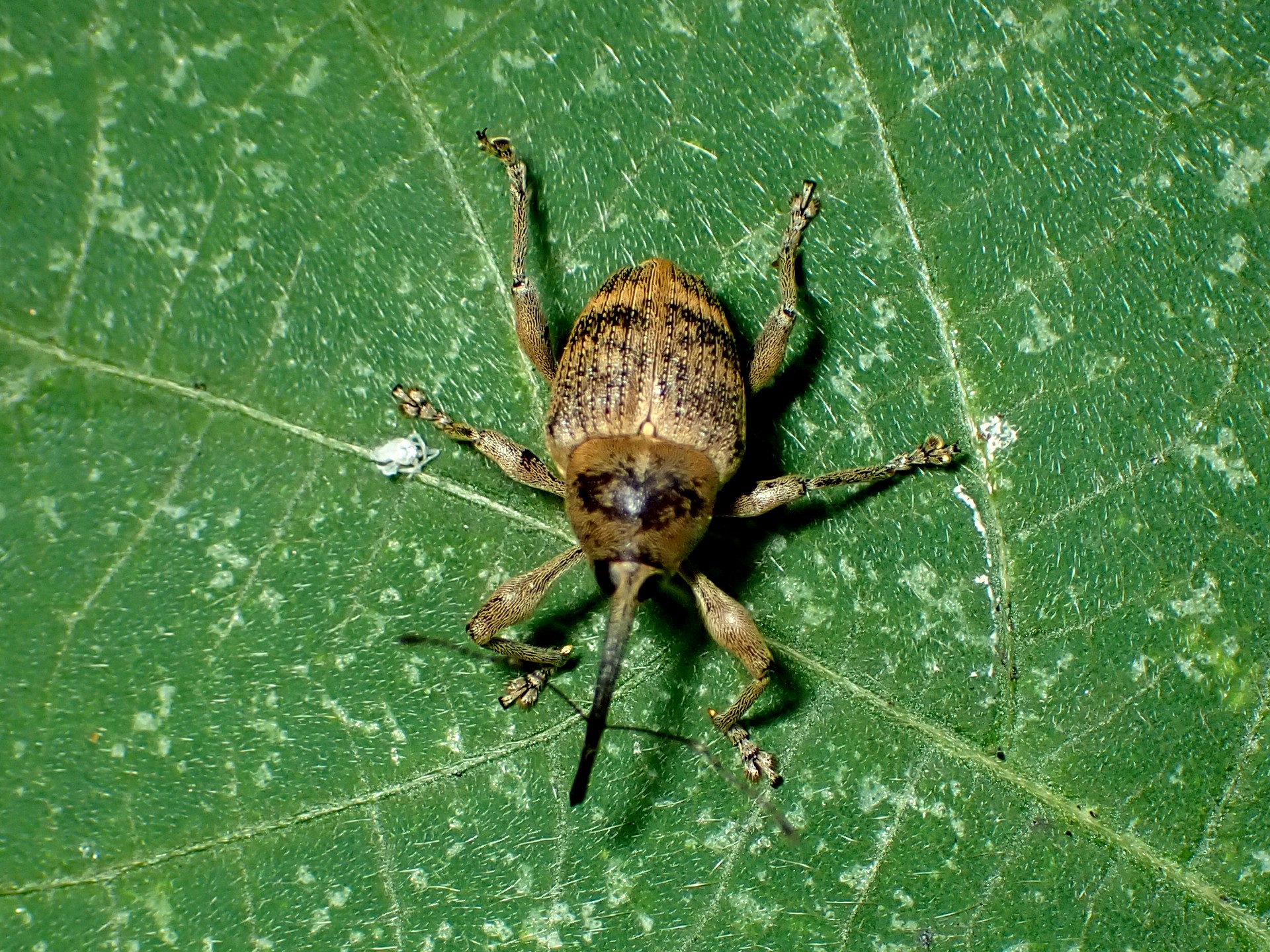 クヌギシギゾウムシ の高画質写真です。横浜市で、2024年8月2日に撮影したものです。