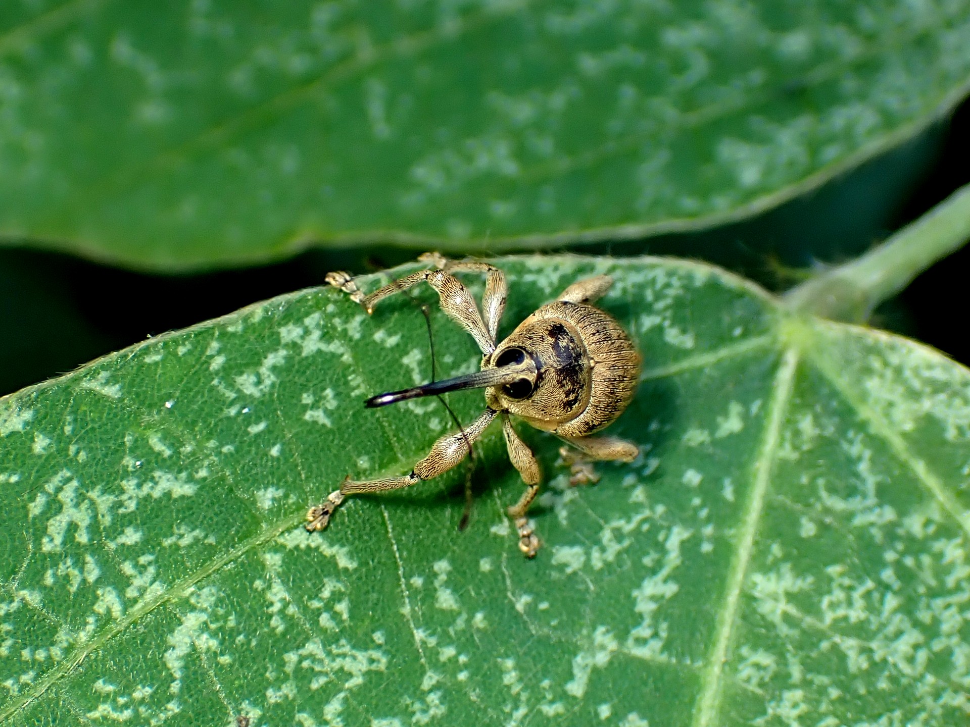 クヌギシギゾウムシ の高画質写真です。横浜市で、2024年8月2日に撮影したものです。