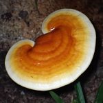 マンネンタケ の高画質写真です。横浜市で、2024年8月11日に撮影したものです。