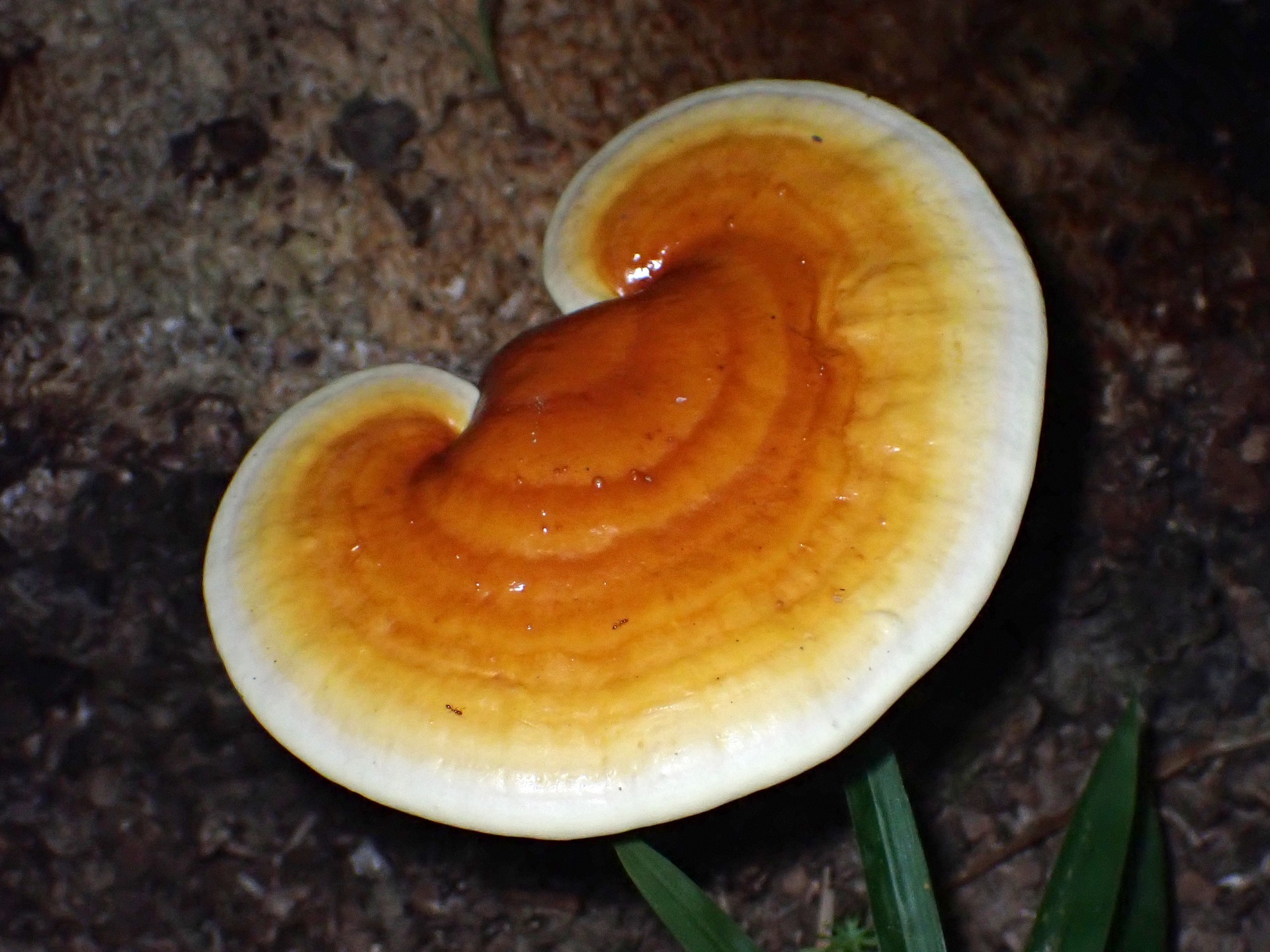 マンネンタケ の高画質写真です。横浜市で、2024年8月11日に撮影したものです。