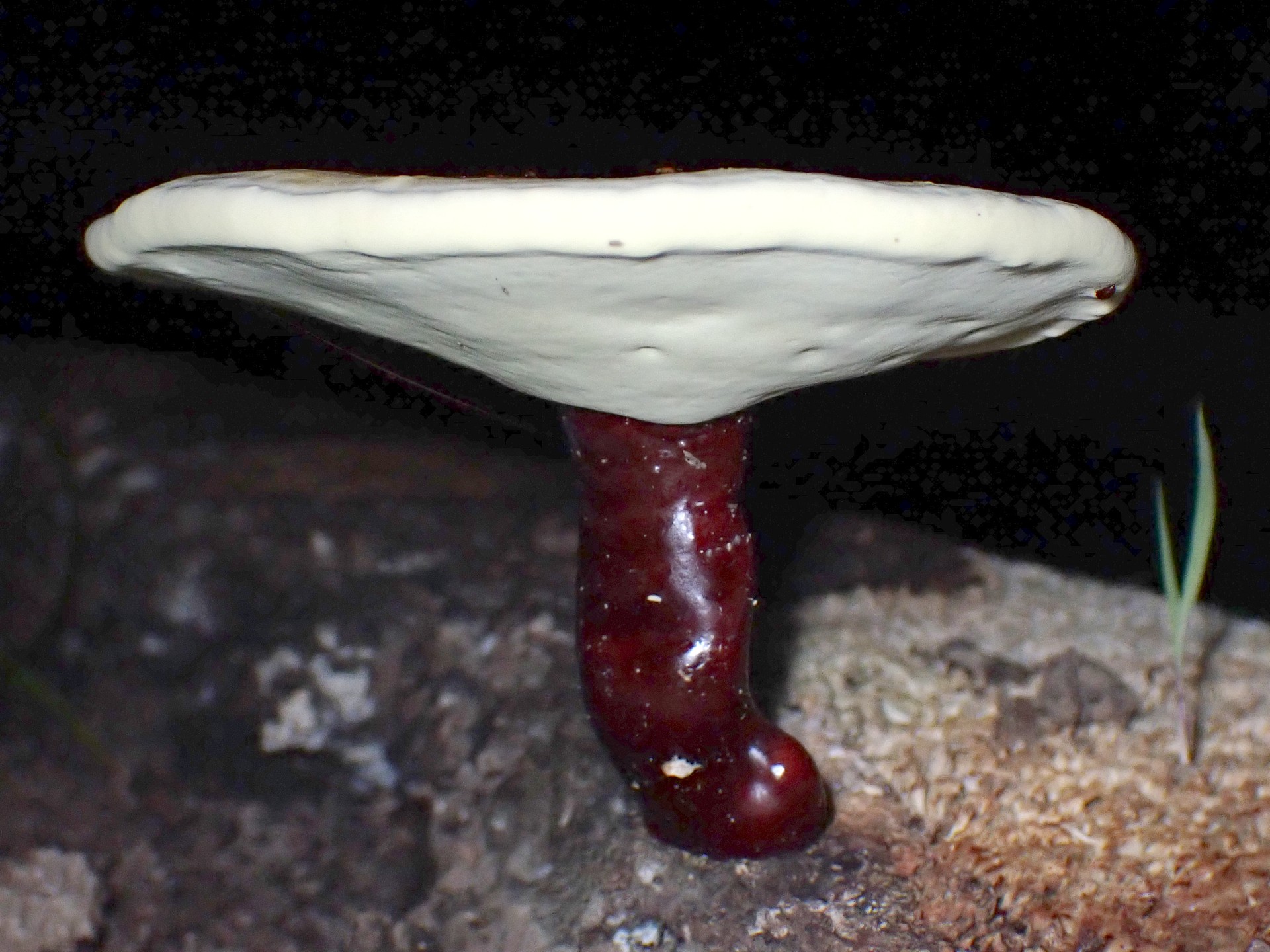 マンネンタケ の高画質写真です。横浜市で、2024年8月11日に撮影したものです。