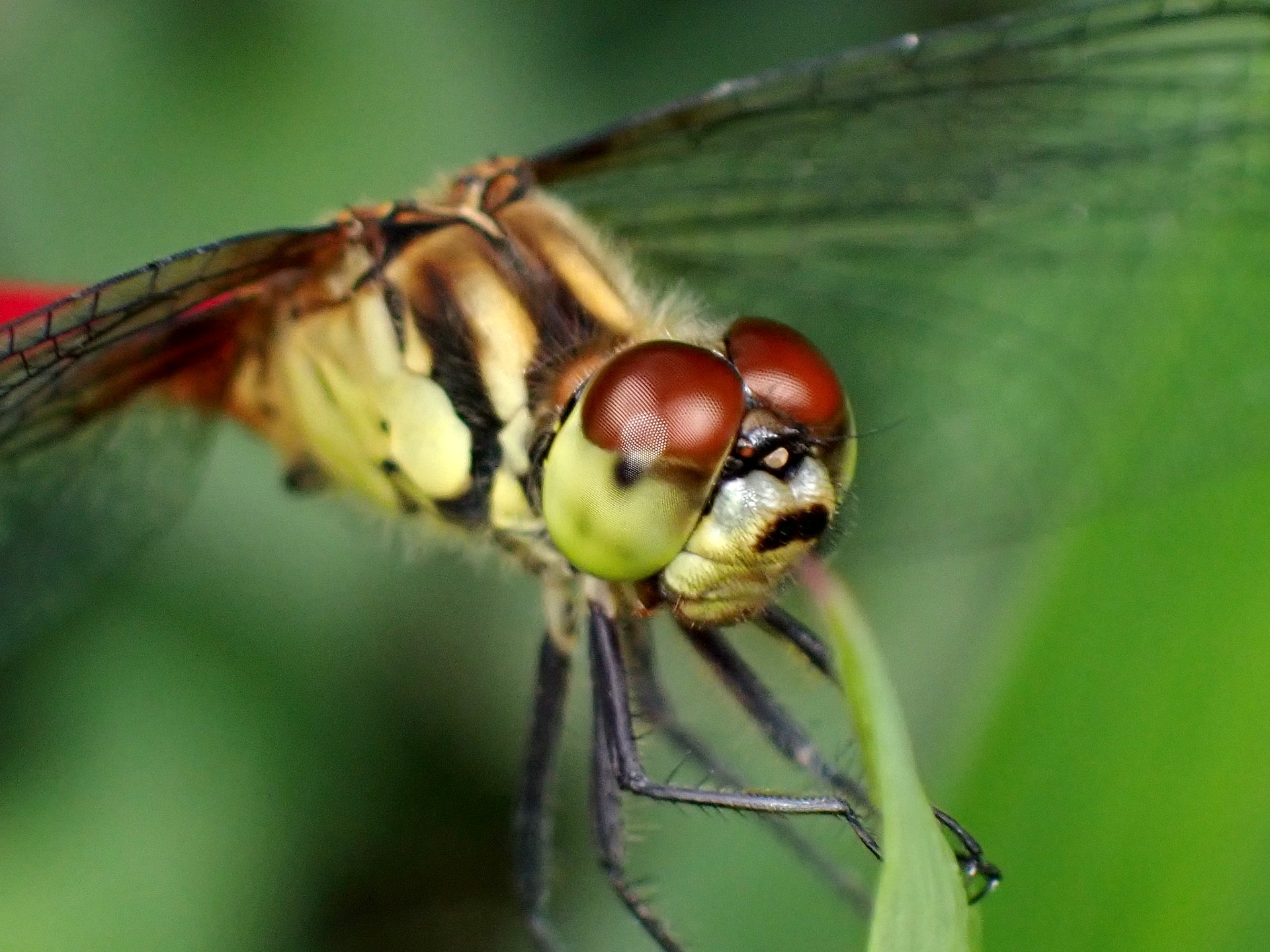マユタテアカネ の高画質写真です。横浜市で、2024年8月5日に撮影したものです。