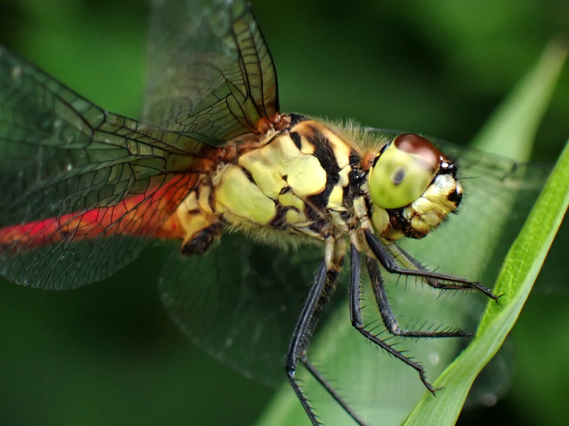 マユタテアカネ の高画質写真です。横浜市で、2024年8月5日に撮影したものです。