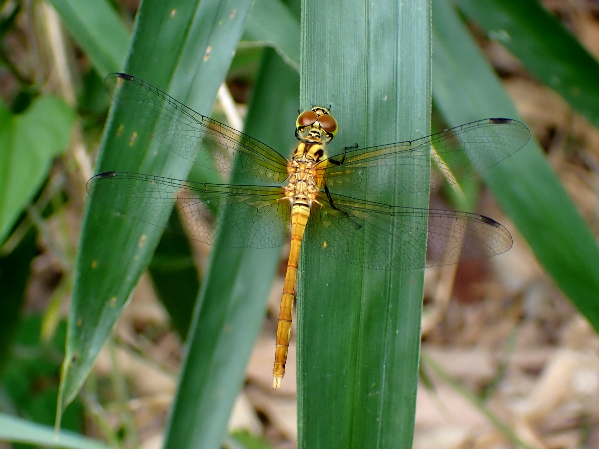 マユタテアカネ（未成熟オス）の高画質写真です。横浜市で、2024年8月5日に撮影したものです。