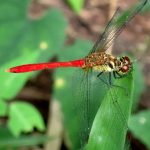 マユタテアカネ（成熟したオス）の高画質写真です。横浜市で、2024年8月5日に撮影したものです。
