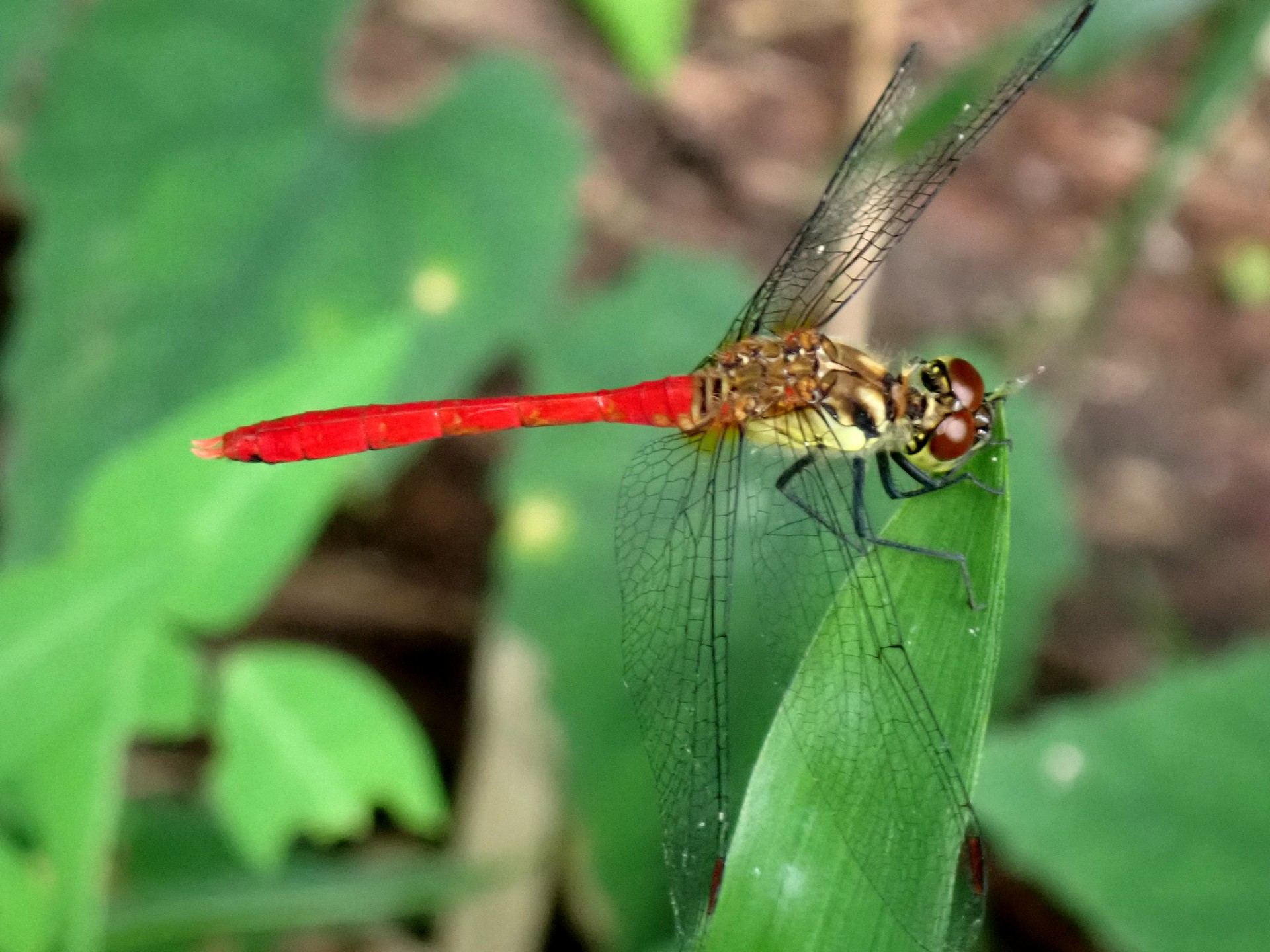 マユタテアカネ（成熟したオス）の高画質写真です。横浜市で、2024年8月5日に撮影したものです。