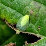 ミドリグンバイウンカ の高画質写真です。横浜市で、2024年7月31日に撮影したものです。