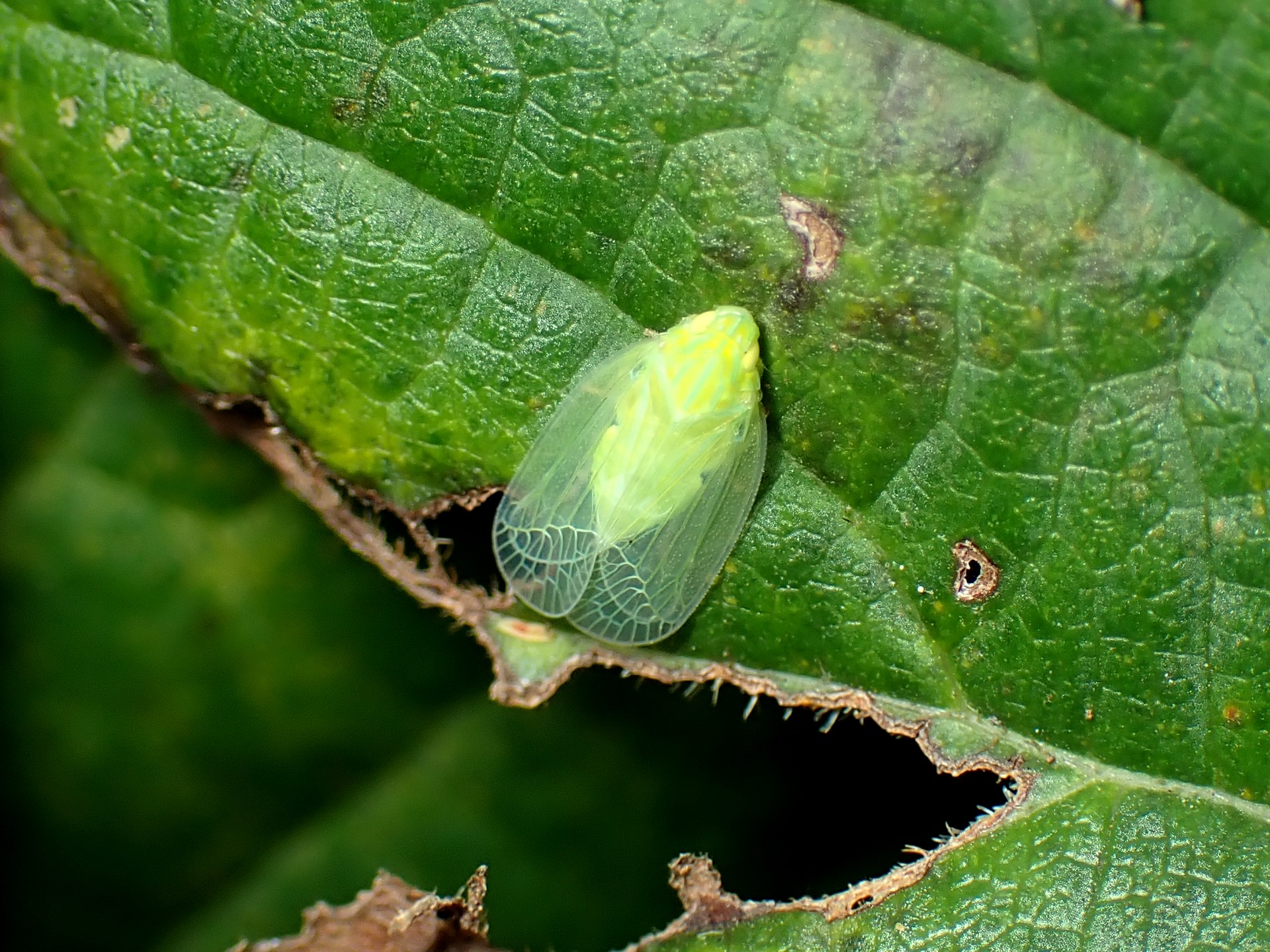 ミドリグンバイウンカ の高画質写真です。横浜市で、2024年7月31日に撮影したものです。
