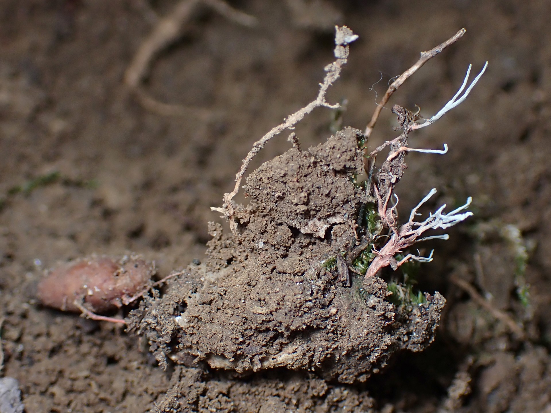 緑粉赤柄の冬虫夏草 の高画質写真です。横浜市で、2024年8月26日に撮影したものです。