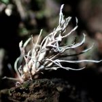 緑粉赤柄の冬虫夏草 の高画質写真です。横浜市で、2024年8月25日に撮影したものです。