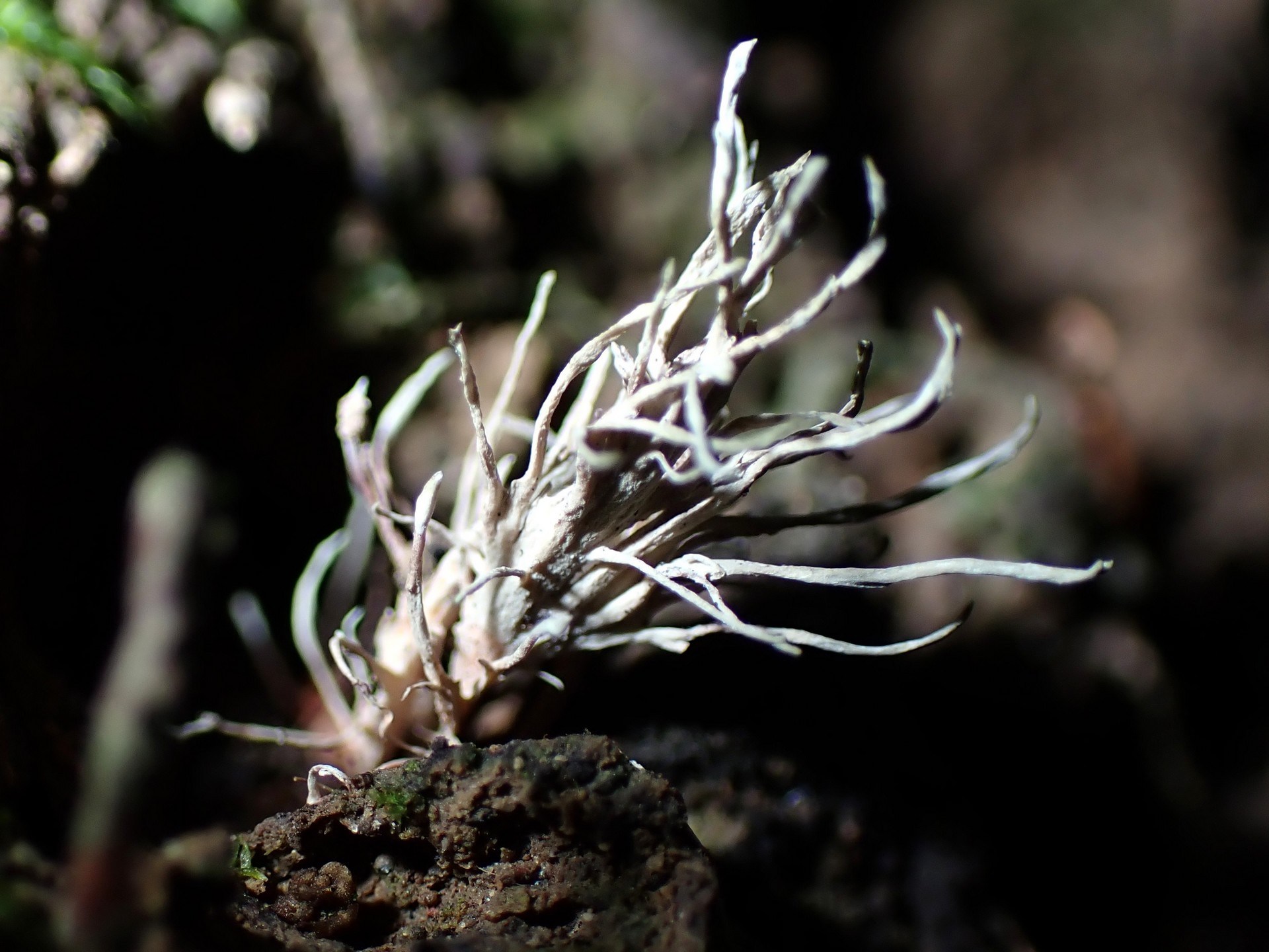 緑粉赤柄の冬虫夏草 の高画質写真です。横浜市で、2024年8月25日に撮影したものです。
