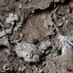 緑粉赤柄の冬虫夏草 の高画質写真です。横浜市で、2024年8月26日に撮影したものです。