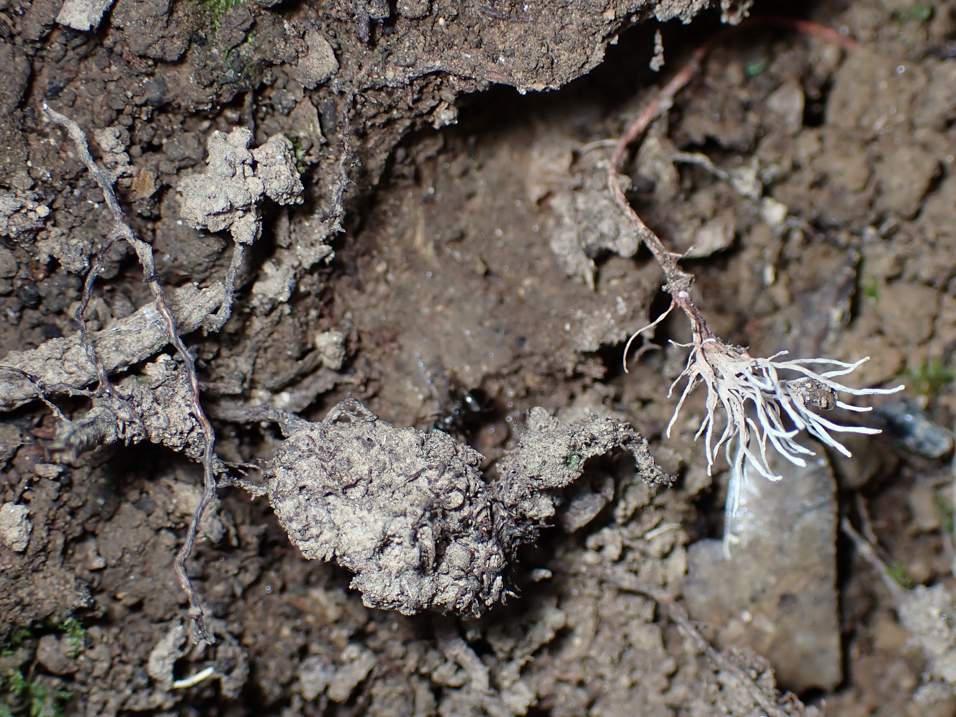 緑粉赤柄の冬虫夏草 の高画質写真です。横浜市で、2024年8月26日に撮影したものです。